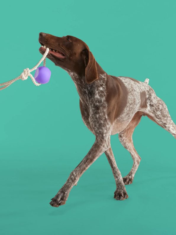 Ballropedog_bddcccbf-62d3-461c-b3ef-5ea4366d0b25-1