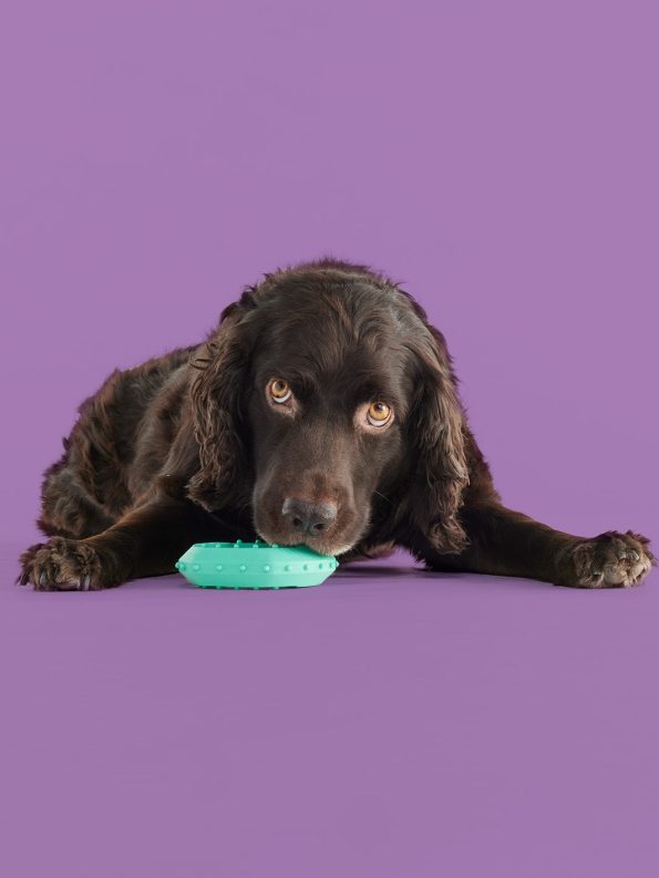 Dogs-ChillChew