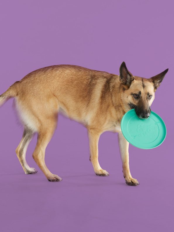 Dogs-FetchFlyer