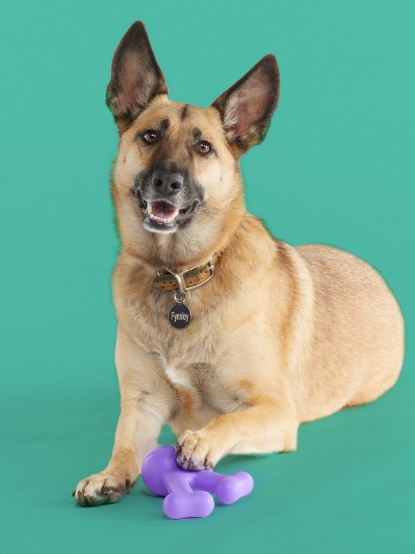 Dogs-FunnyBone