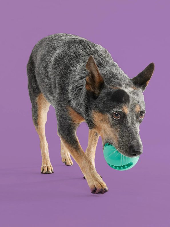 Snackinballdog_0ec23628-0203-4ca0-8c0d-0660b4fbc0d3-1