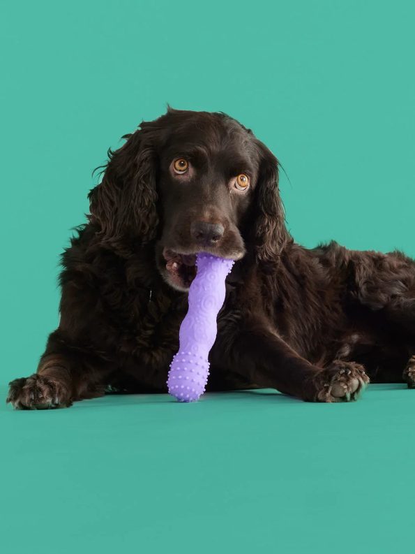 Toothbuddydog-1