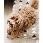 amani-clay-dog-bed-from-the-foggy-dog-649066