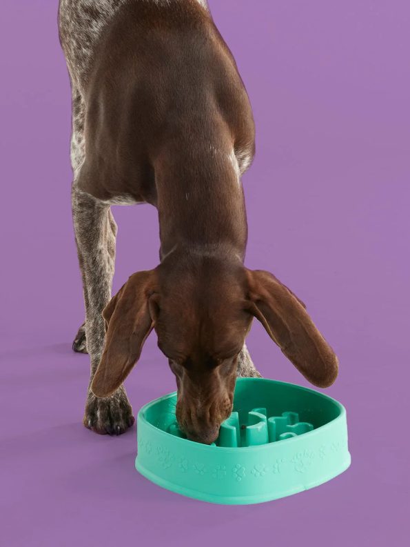 funfeederdog