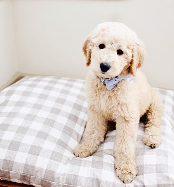 warm-stone-gingham-check-dog-bed-from-the-foggy-dog-770689